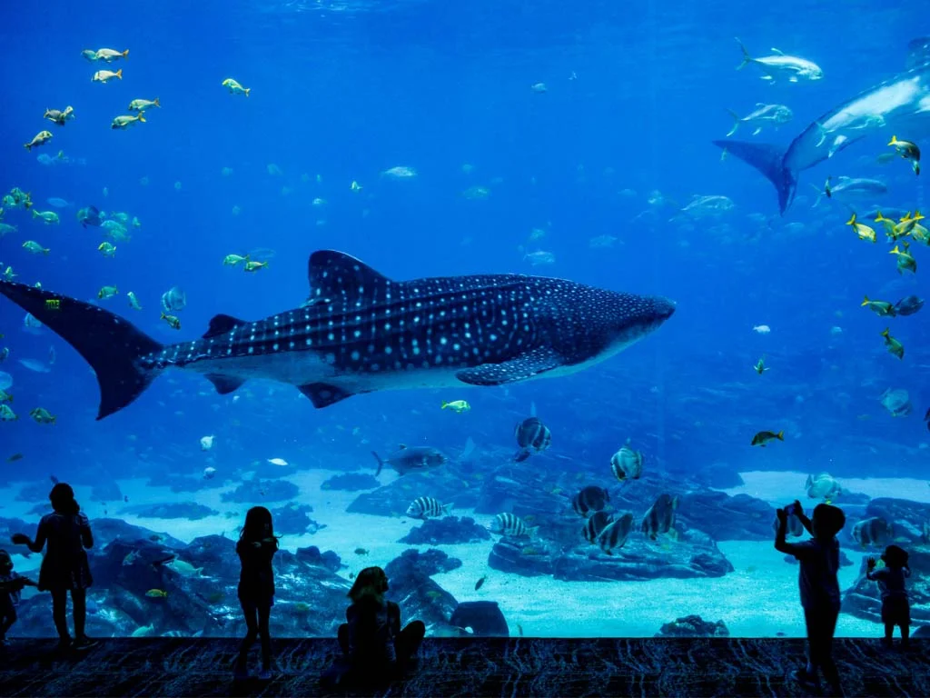 Istanbul Aquarium Florya Unterwassertunnel und Haie