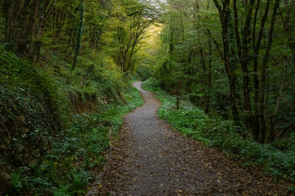 Polonezköy Road Şile Forest Driving Istanbul