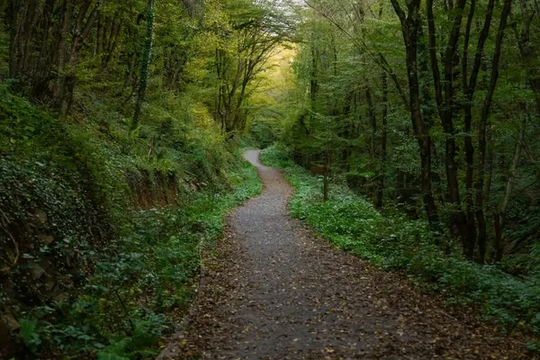 Polonezköy Road Şile Forest Driving Istanbul